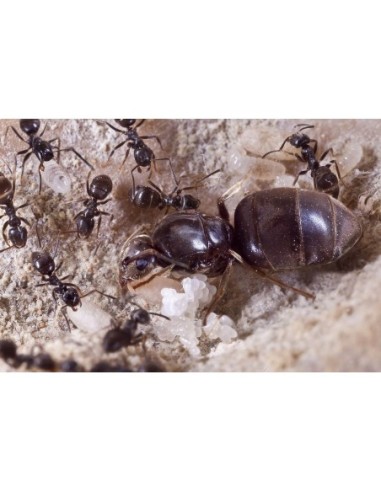 Colonia de Lasius niger