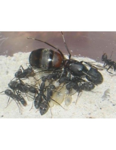 Colonia de Camponotus cruentatus