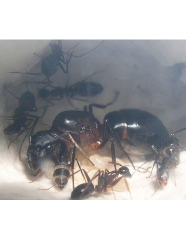 Colonia de Camponotus barbaricus